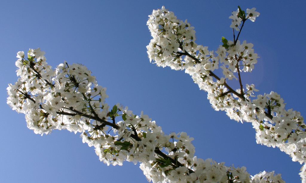 Genezing en preventie: op deze manier bedient LDC de twee takken van loopbaanbegeleiding