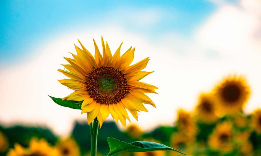 Futurist Peter van der Wel: “de toekomst lacht ons toe, en loopbaanpro’s moeten dat weten”