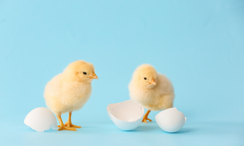 Beginnend loopbaanadviseur? Zo laat je tóch je expertise zien!